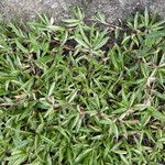 Phalaris arundinacea 葉