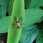 Hypericum androsaemum Blad