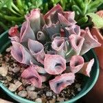 Echeveria shaviana برگ