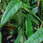 Fridericia chica Hoja