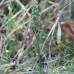 Spiranthes cernua Habit