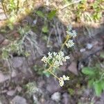 Micranthes virginiensis Flor