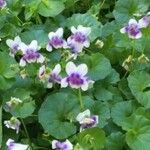Viola hederacea Flower