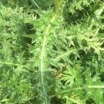 Cirsium spinosissimum Leaf