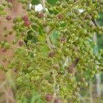 Zanthoxylum rhoifolium फल