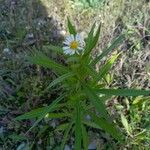 Symphyotrichum × salignum Habit