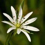 Stellaria graminea Fula