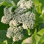 Sambucus ebulus Flower