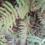 Arthropteris orientalis Leaf