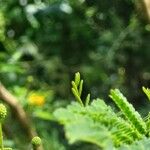Vachellia nilotica List