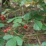 Rubus flagellaris ഫലം