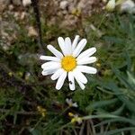 Leucanthemum graminifolium Цвят