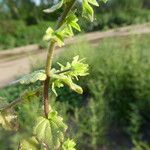 Veronica arvensis Fuelha