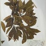 Dodecadenia grandiflora Diğer