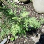 Artemisia annuaLeaf