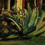 Agave durangensis List