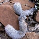 Mammillaria pottsii عادت