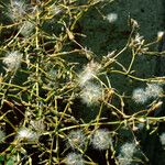 Lactuca serriola Frukt