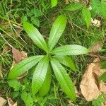 Alstonia macrophylla Leaf