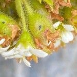 Saxifraga muscoides Fula
