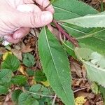 Senecio nemorensis Blad