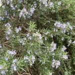 Salvia jordanii Bloem