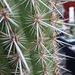 Weberbauerocereus weberbaueri 葉