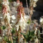 Hedysarum hedysaroides Flor