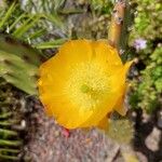 Opuntia ficus-indica Flower