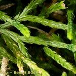 Lycopodium × issleri Other