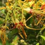 Strophanthus speciosus Flower