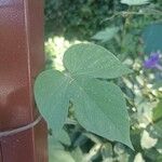 Ipomoea indica Leaf