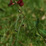 Macroptilium lathyroides Fruit