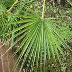 Chamaerops humilis Folha