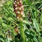 Orchis anthropophora Fiore