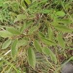 Grewia hirsuta Hoja