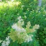 Filipendula ulmariaCvet