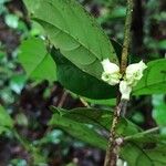 Tricalysia vadensis Fruit