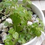 Peperomia pellucida Ліст