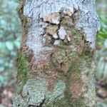 Abarema barbouriana Bark