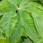 Tetrapanax papyrifer 叶