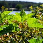 Viburnum sargentii Lehti