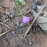 Talinum paniculatum Çiçek