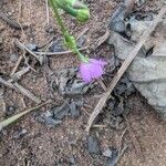 Talinum paniculatum Virág