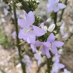 Campanula pyramidalisFlower