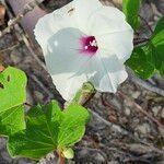 Ipomoea pandurata Flor