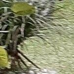 Beaucarnea gracilis Лист