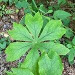 Podophyllum peltatum Lapas