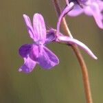 Linaria purpureaOutro