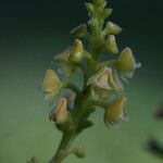 Polystachya concreta Flower